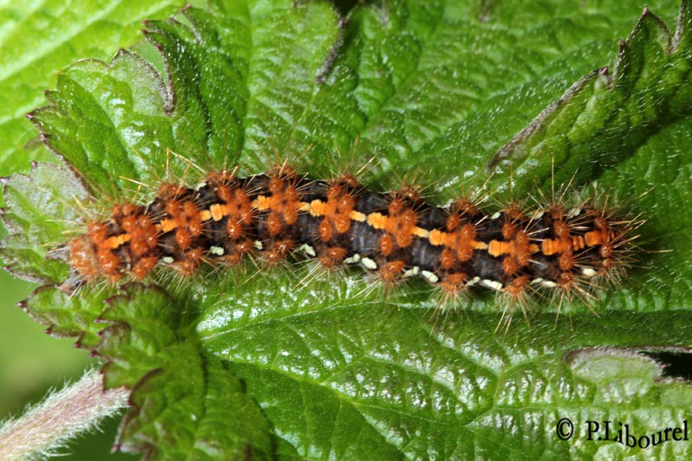 Euplagia quadripunctaria