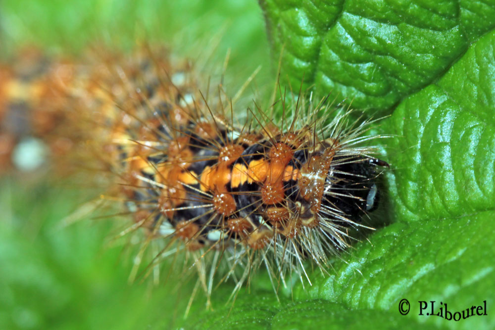 Euplagia quadripunctaria