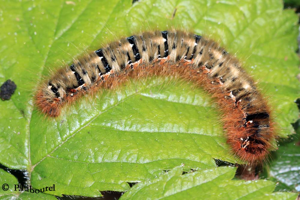 Lasiocampa quercus