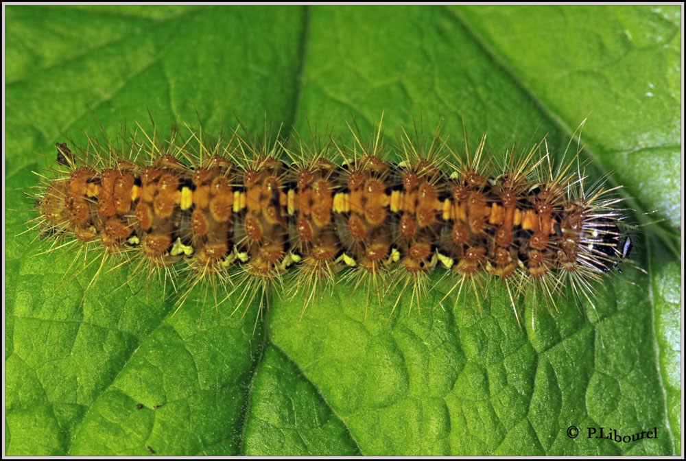 Euplagia quadripunctaria