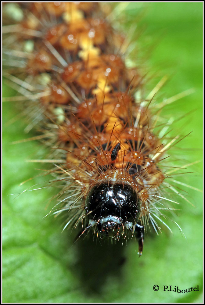 Euplagia quadripunctaria