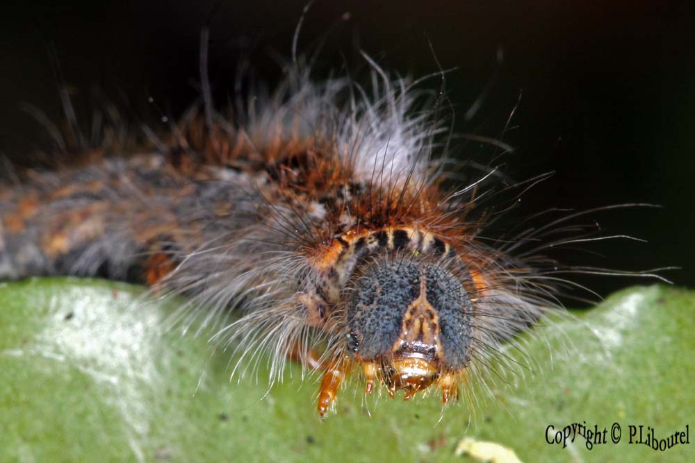 Lasiocampa quercus