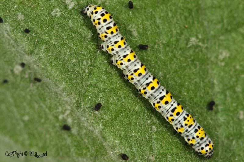 sphargacuccullia