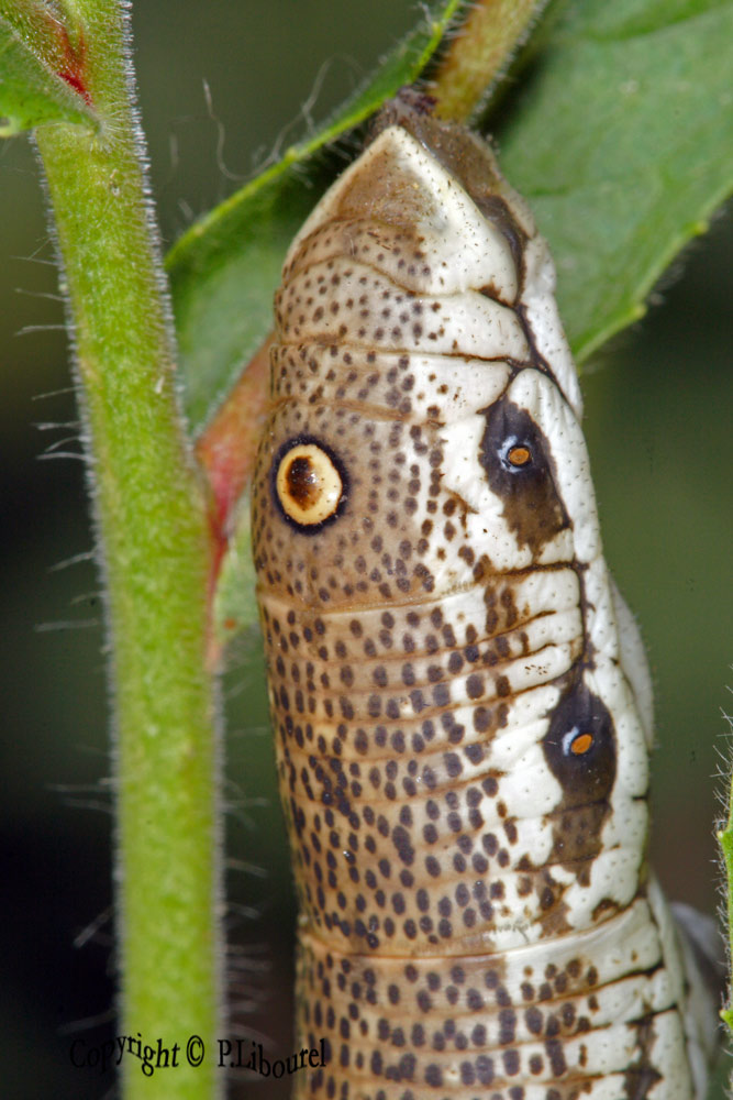 Proserpinus proserpina