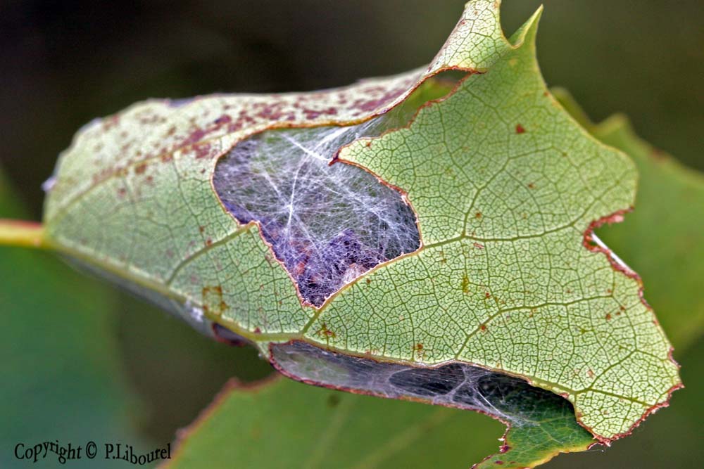 Leucoma salicis