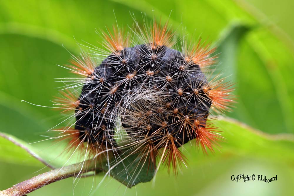 Acronicta auricoma