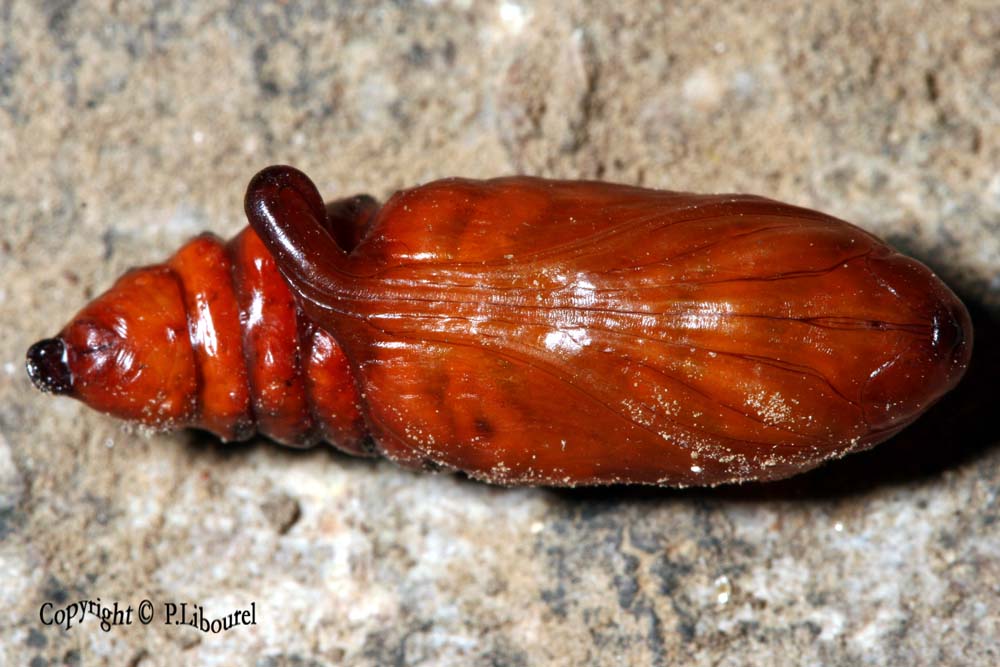 Sphargacucculia lychnitis