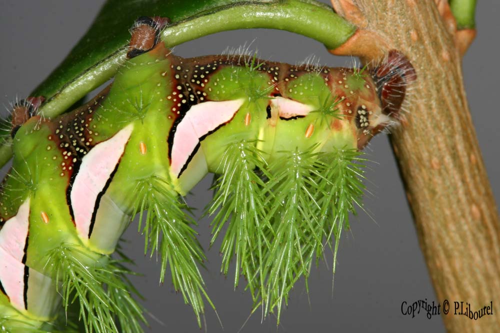 Automeris naranja