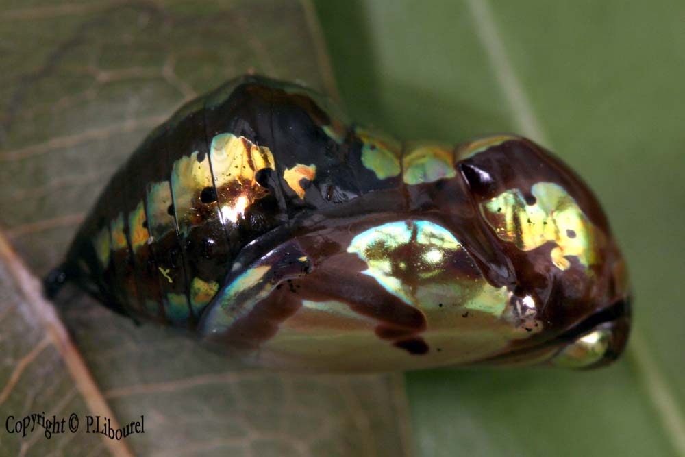 Euploea modesta