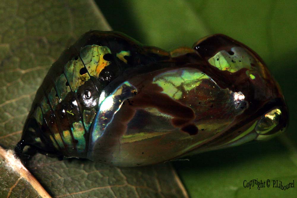 Euploea modesta