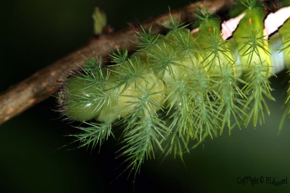 Automeris naranja