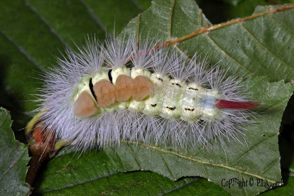 Calliteara pudibunda