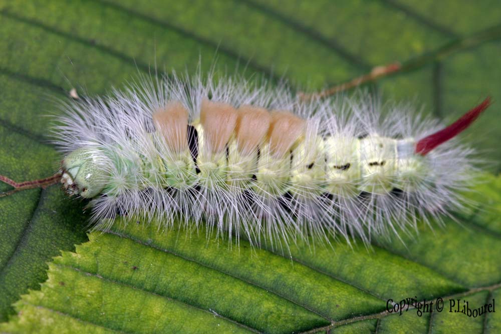 Calliteara pudibunda