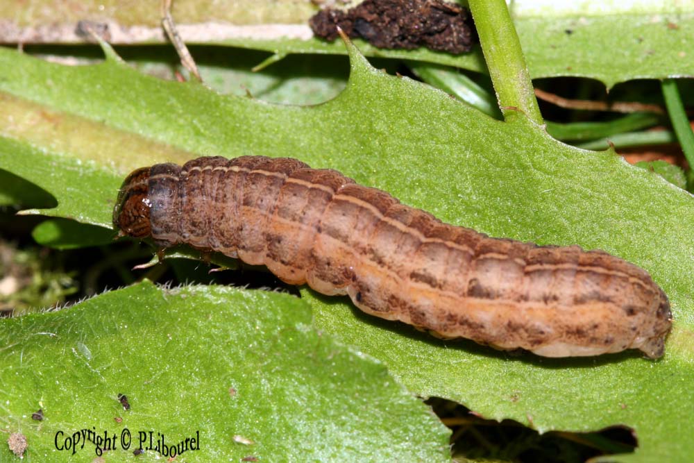 Xestia xanthographa