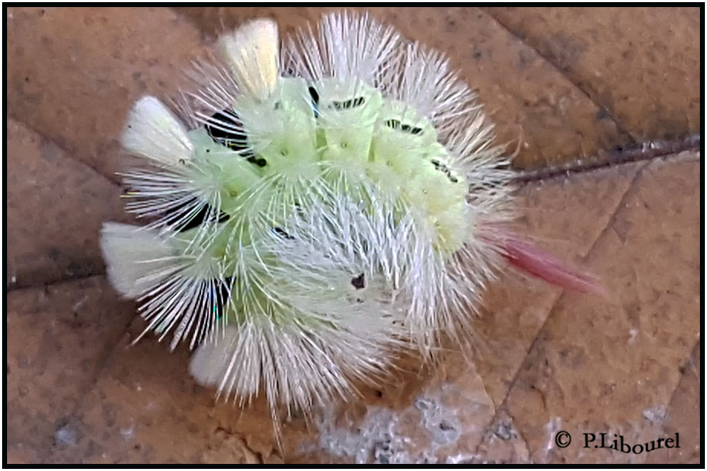 Calliteara pudibunda
