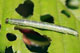 Operophtera fagata
