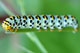 Sphargacucullia scrophulariae