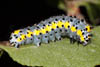 Diloba caeruleocephala
