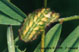 polyommatus coridon