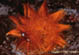 Arctomyscis aceris