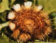 Diccalomera fascelina