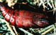 chrysalide sphinx sp