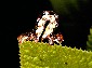 Erannis defoliaria