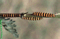 Tyria jacobaea