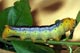 Daphnis nerii