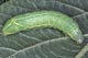 Amphipyra pyramidea