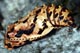 argynnis aglaja