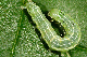 Cosmia trapezina