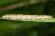 Mythimna straminea