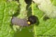 Carcharodus alcae