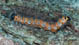 Phalera bucephala