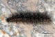 Cycnia sordida