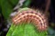 Diaphora mendica