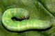 Dysstroma truncata