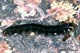 Eupsilia transversa