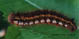 Euthrix potatoria