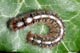 Lasiocampa quercus