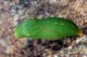 lasiommata megera