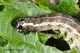 Orthosia cruda