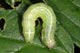 Orthosia cerasi