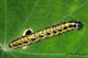 Pieris brassicae