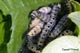 Yponomeuta