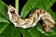 Thyatira batis