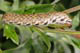 Proserpinus proserpina