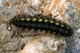 Zygaena exulans
