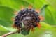 Acronicta auricoma